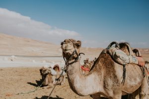 A camel on a leash for tourists in Egypt